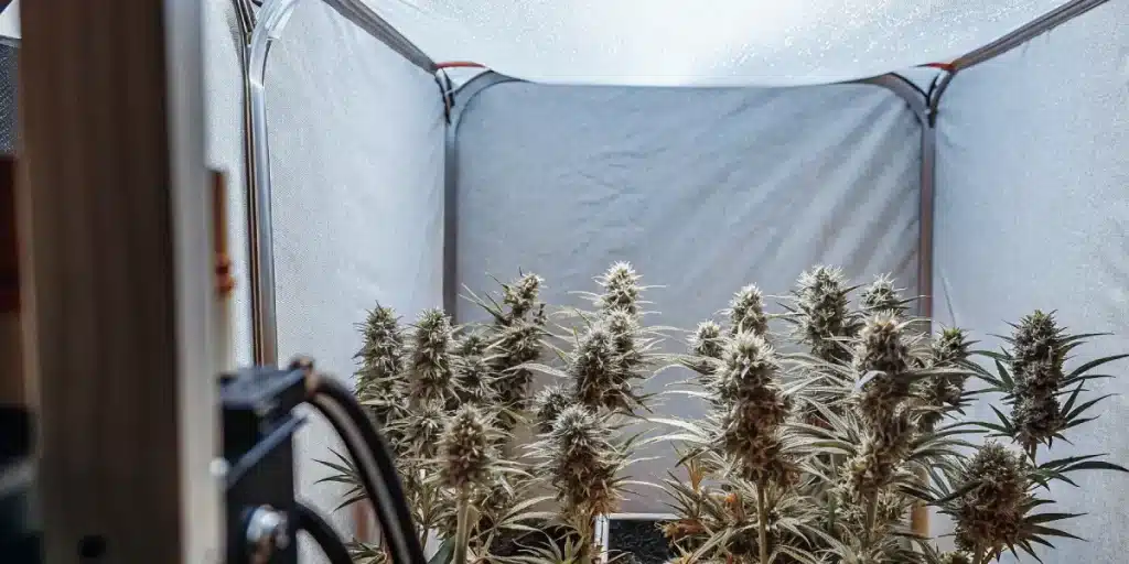 Salle de culture de cannabis en interieur avec tetes denses en floraison.
