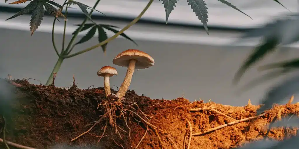 champignons mycorhiziens et racines de cannabis dans un sol vivant en culture intérieure