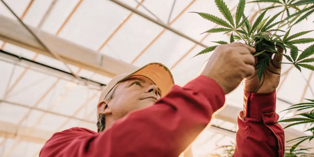 cultivateur taillant une plante de cannabis en serre