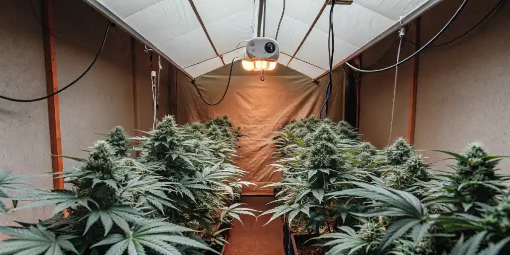 Tente de culture de cannabis avec eclairage central et plantes en floraison.