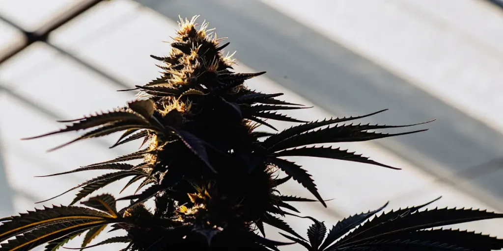 Tete de cannabis en contre-jour dans une serre.