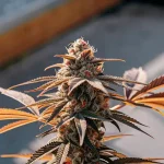 Tete de cannabis en floraison avancee avec feuilles orangees.