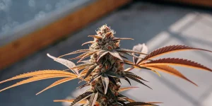 Tete de cannabis en floraison avancee avec feuilles orangees.