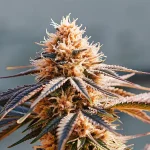Tete de cannabis aux pistils orange et feuilles violettes en gros plan.