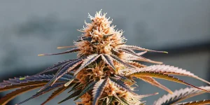Tete de cannabis aux pistils orange et feuilles violettes en gros plan.