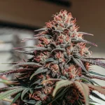Tete de cannabis aux pistils rouges et forte production de resine.