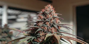 Tete de cannabis aux pistils rouges et forte production de resine.