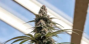 Tete de cannabis en gros plan dans une serre sous lumiere naturelle.