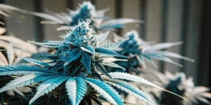 Tete de cannabis aux teintes bleutees avec forte production de trichomes.