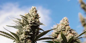 Grosses tetes de cannabis en exterieur sous un ciel bleu.