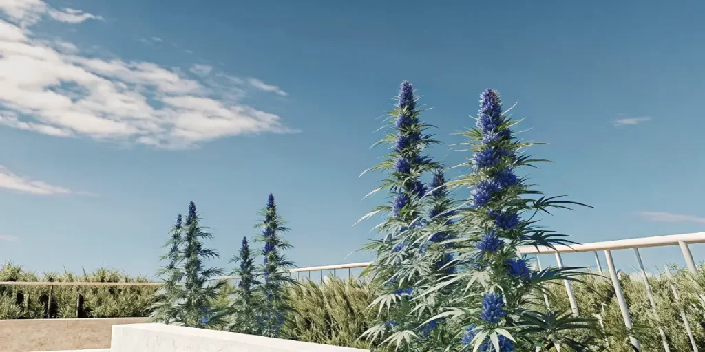 Plants de cannabis aux fleurs bleues cultives en exterieur sous ciel degage.