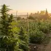 plantation de cannabis en extérieur au coucher du soleil avec rangées de plantes en floraison