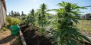 https://chatgpt.com/g/g-p-6819bed1f38881919cc1213091dd4868-blimburn-seeds/c/6996c17a-8384-8387-bcdd-232482ad6990
