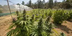 Plantes de cannabis en floraison avec têtes violettes dans un champ extérieur.