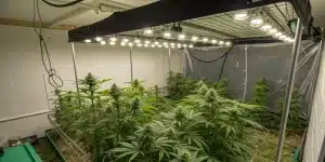 Culture de cannabis en intérieur avec éclairage LED et filet SCROG.