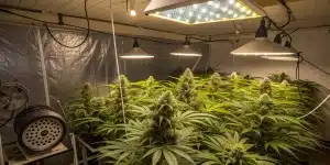 Plantes de cannabis en floraison dans une salle de culture intérieure.