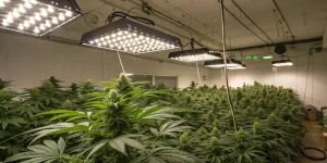 Grande installation de culture de cannabis en intérieur sous lampes LED.
