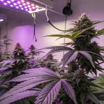 Plants de cannabis cultivés en intérieur sous éclairage LED violet.