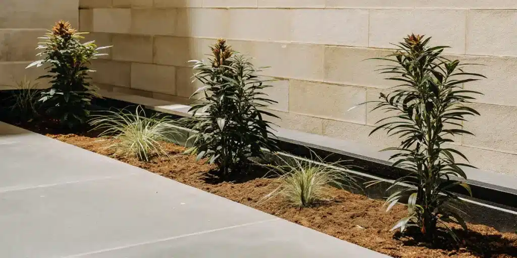 Plants de cannabis Critical Reguliere cultives en exterieur le long d un mur.