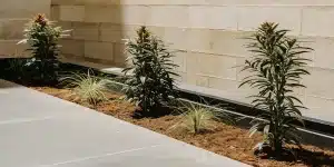 Plants de cannabis Critical Reguliere cultives en exterieur le long d un mur.