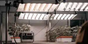 système d'éclairage horticole pour culture professionnelle de cannabis
