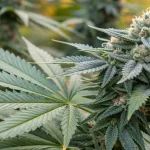 Fleur de cannabis mature avec trichomes visibles.