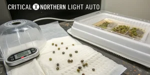 Graines de cannabis Critical X Northern Light Auto en germination.