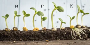 Étapes de germination de graines avec influence des nutriments NPK dans le sol.