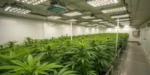 Grande salle de culture de cannabis en intérieur avec éclairage LED horticole.