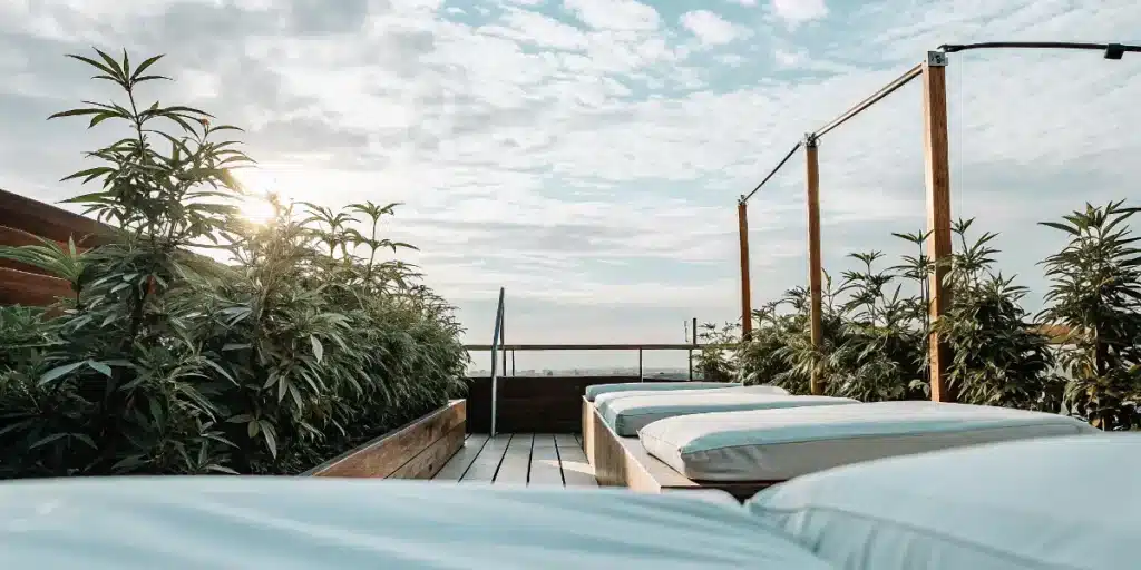 terrasse moderne avec bacs surélevés contenant des plants de cannabis en extérieur