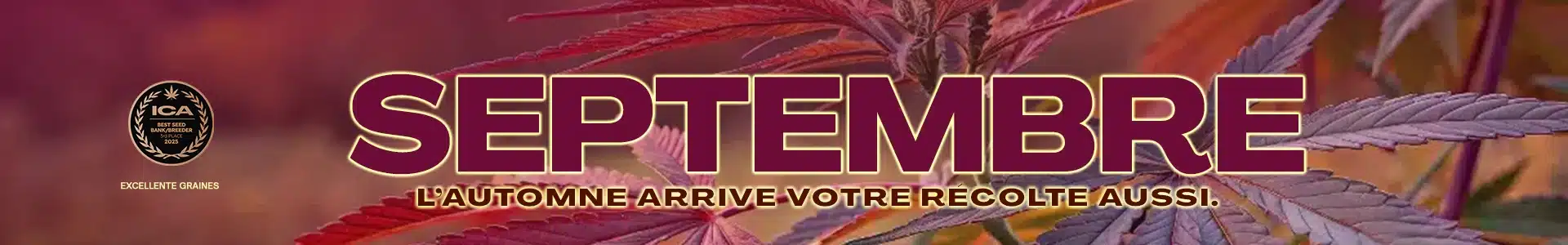 Blimburn Seeds Promo