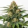 gros plan d’un bourgeon de cannabis en floraison avec trichomes visibles