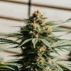 tête de cannabis en extérieur en floraison sous lumière naturelle