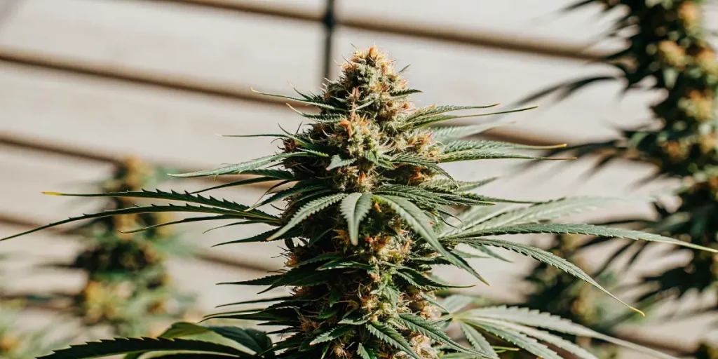 tête de cannabis en extérieur en floraison sous lumière naturelle