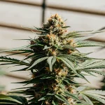 tête de cannabis en extérieur en floraison sous lumière naturelle