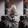 plante de cannabis en floraison avec flacon pour extraction de terpènes