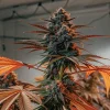 plante de cannabis avec feuilles orangées en phase de floraison en intérieur