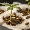 cannabis seedling germination in soil with cotton substrate and visible seeds