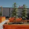 Plants de cannabis cultivés en extérieur dans des bacs en bois dans un jardin