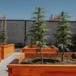 Plants de cannabis cultivés en extérieur dans des bacs en bois dans un jardin