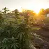 Plantes de cannabis cultivées en extérieur au coucher du soleil.