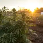 Plantes de cannabis cultivées en extérieur au coucher du soleil.