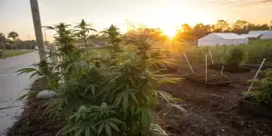 Plantes de cannabis cultivées en extérieur au coucher du soleil.