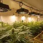 Salle de culture de cannabis en intérieur avec éclairage horticole et ventilation.