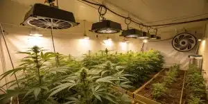 Salle de culture de cannabis en intérieur avec éclairage horticole et ventilation.