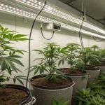 Plantes de cannabis cultivées en intérieur dans de grands pots sous LED.