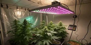 Salle de culture de cannabis en intérieur sous éclairage LED horticole.