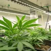 technicien surveillant des plants de cannabis en culture intérieure