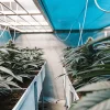 Culture de cannabis en intérieur avec système hydroponique et rangées de plantes