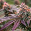 Fleur de cannabis avec feuilles violettes et pistils orange en gros plan.